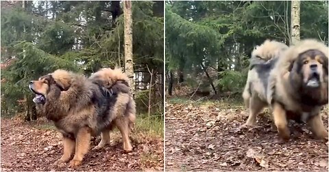 Caucasian Shepard dog is extremely angry with his owner