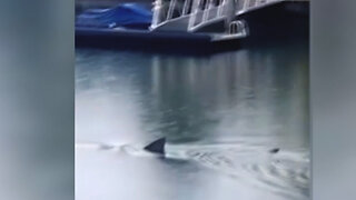 Chilling Moment When Bull Shark Slowly Swims By Swimming Spot Up River - Sharks Videos 2023