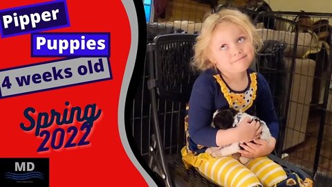 Pipper puppies being raised by toddlers