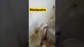 Manipueira( COM RESTO de mandioca) FERTILIZANTE ++BARATO VÍDEO#shorts😱