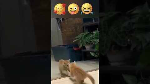 #shorts Смешные Коты Из Тик Тока 266 Funny Cats From Tiktok