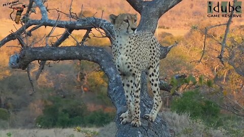 Cheetah Poses In A Tree At Sunset