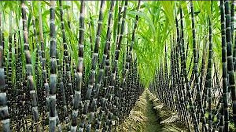 Agriculture Technology - SugarCane Cultivation - SugarCane Farming and Harvesting, processing