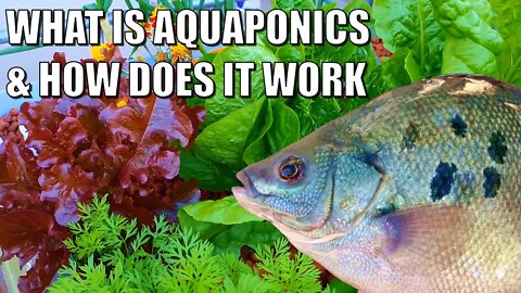 What is Aquaponics & How Does it Work? 🐟 🌱🍅