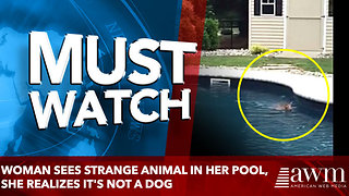 Woman Sees Strange Animal In Her Pool, She Realizes It's Not A Dog