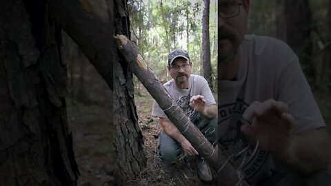 Survival & Bushcraft traps: the squirrel pole