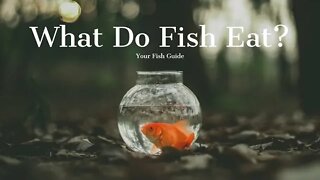 What Do Fish Eat ~ Find out what YOU need to feed YOUR fish