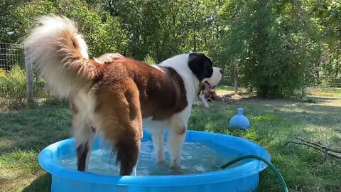 St. Bernard needs deeper pool