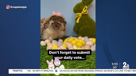 Maple the hedgehog a finalist in the Cadbury Bunny tryouts