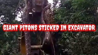 REAL GIANT PITONS STICKED IN EXCAVATOR