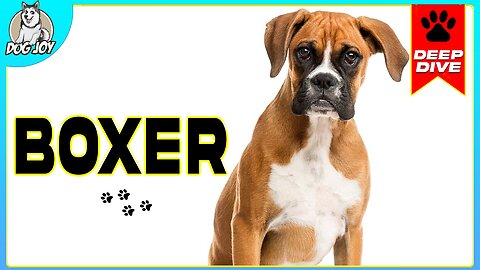 EVERYTHING You NEED To KNOW About The BOXER