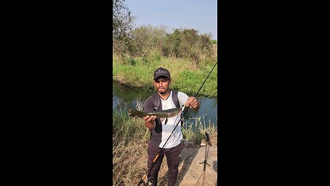Snakehead fishing