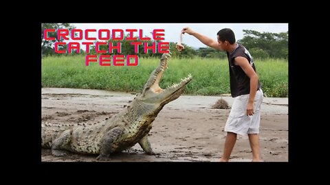 Australian crocodile catch the feed😱🔥 #sabircool #crocodile #wildlife #rescue