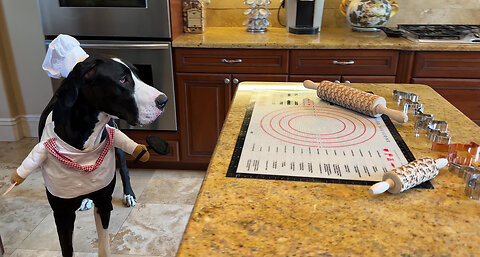 Great Dane Chef Gets Ready To Bake Cat & Dog Cookies