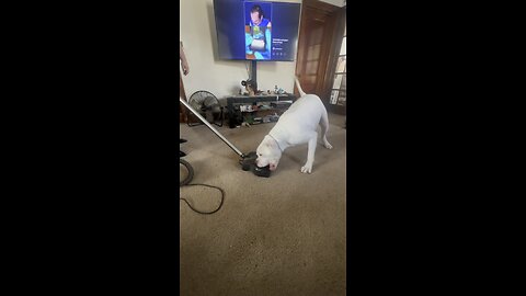 American bulldog in their natural habitat, being vicious