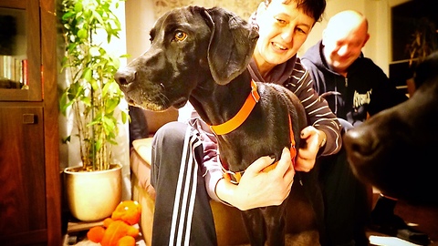 DOG ABANDONED BECAUSE HE IS BLACK jumps on a plane and leaves the country *BLACK DOG SYNDROME*