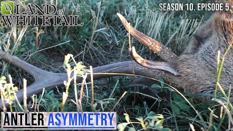 Antler Asymmetry | Land of Whitetail