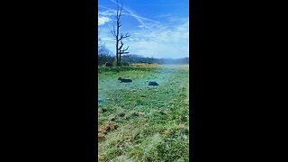 lazy cows lounging in the field enjoying the warmer weather.