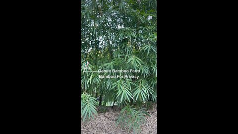 Ocoee Bamboo Farm 407-777-4807 specializes in Fast Growing Privacy Plants