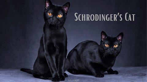 Schrodinger's Cat Explained: An Overview to how this relates to Quantum Mechanics #blackcat