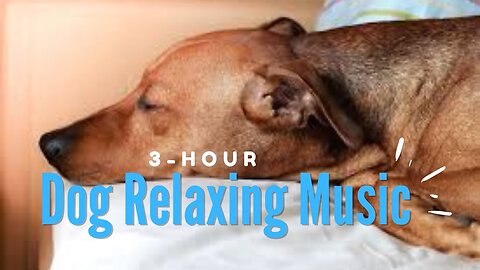 Music For Dogs | Soothing Music for Dogs to relax | Dog Music to Sleep | Calming Music | Background