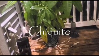 2023 M06 13 Primer video de Chiquito
