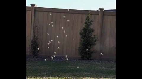 Angels Swirling, Backyard, Re-upload (July 9, 2018)