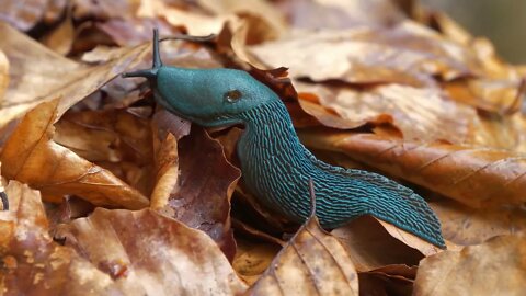 Rare blue slug crawls over yellow leaves and opens the pulmonary opening on the side of body. Bielzi