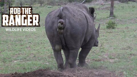 Male Southern White Rhino Marking Territory...