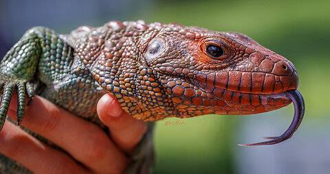 Caiman Lizard gets New Enclosure!