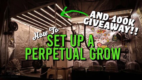 How To Set Up A Perpetual Grow & 100K GIVEAWAY!!