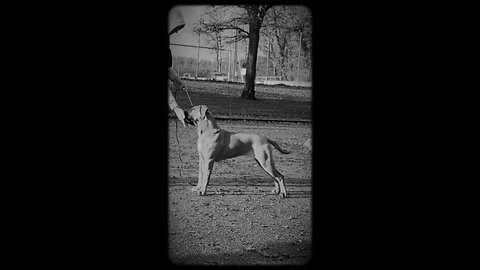 ✨ Cane Corso show training ✨