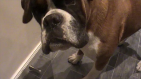 Curious Boxer discovers noisiest game ever