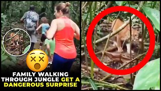 Family Walking In Jungle Encouters A Wild Cat