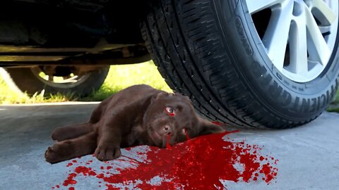 Car vs Dog||CAR VS BABY DOG Crushing Crunchy & Soft Things by Car||EXPERIMENTS CAR TEST