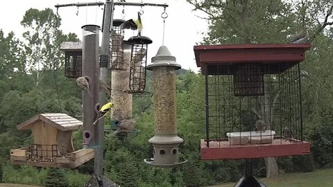Goldfinches visit Bird Cam 1 7/30/20
