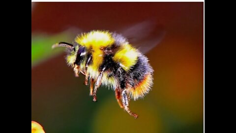 Giant Furry Bumblebees