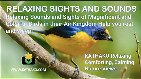 Relaxing Sounds and Sights of Magnificent and Colorful Birds in their Air Kingdom