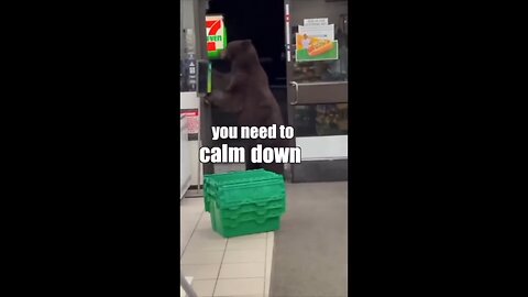 A bear looking for honey in the store