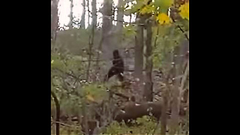 New Bigfoot Footage from Delaware Pennsylvania