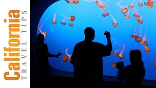 Monterey Bay Aquarium Travel Guide | California Travel Tips