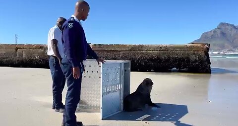 Why did Santa the Seal cross Jakes Gerwel Drive? To spread some festive cheer