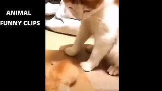 Funny Animals clips 2023