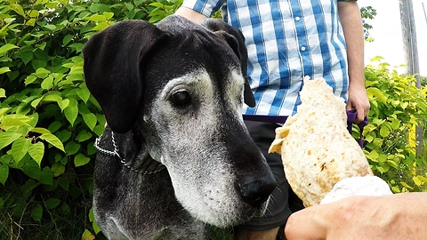 Blind, elderly Great Dane devours shawarma in record time