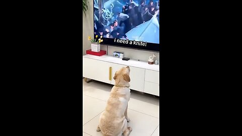 Smart dog.He understands what he's watching