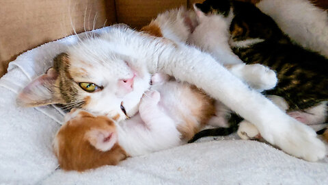 Cute Kitten | Mother Cat Talks With Her Two Weeks Old Kittens