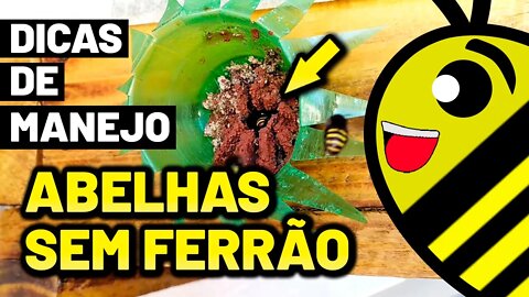 5 DICAS DE MANEJO para ter SUCESSO com as suas ABELHAS SEM FERRÃO | Respondendo dúvidas