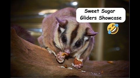 "Adorable Sugar Gliders Galore: A Cute Compilation!"