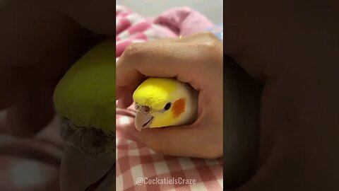 Cute Cockatiel Cuddles 😍 😊
