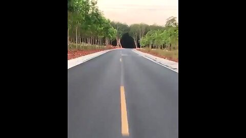 trees tunnel